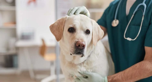 Veterinarian examining a dog in Cleveland clinic