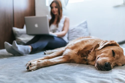 Owner reviewing pet insurance documents with their dog